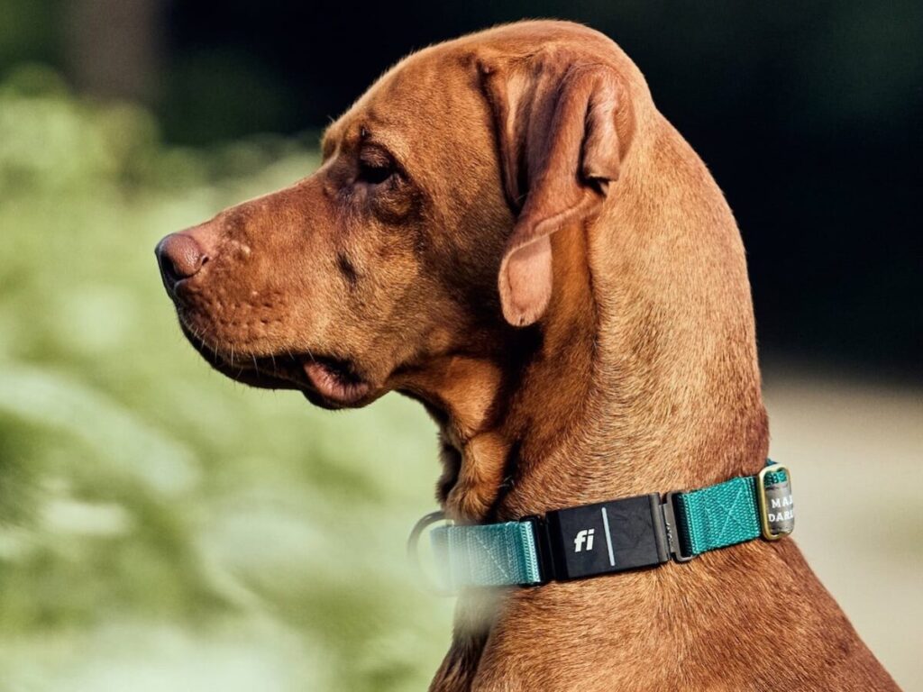 Fi Series 3 Smart Dog Collar